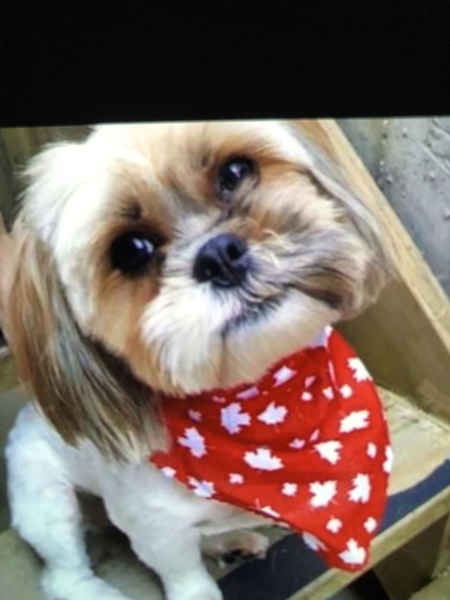 Entry image for Stella. Clicking this image will show a larger photo