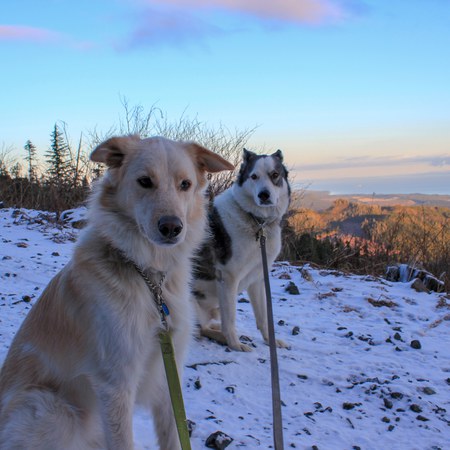 Entry image for Max & Trooper. Clicking this image will show a larger photo