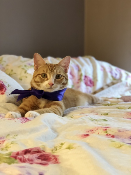 Entry image for Lilly. Clicking this image will show a larger photo