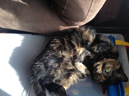 Entry image for Tiger. Clicking this image will show a larger photo