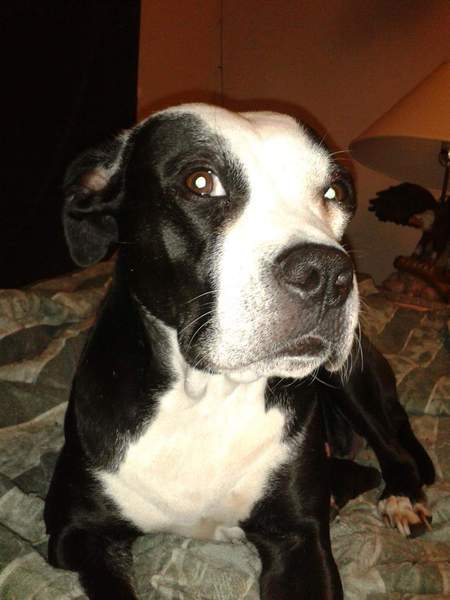 Entry image for Black mamba. Clicking this image will show a larger photo