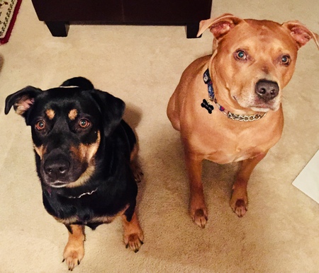 Entry image for Minnie & Ozzy . Clicking this image will show a larger photo