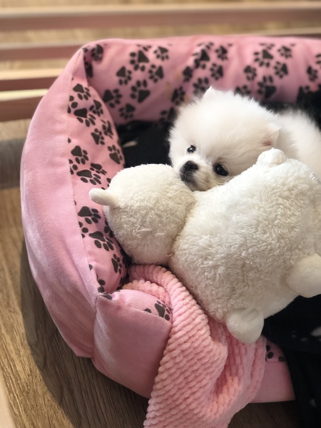 Entry image for Pompom. Clicking this image will show a larger photo