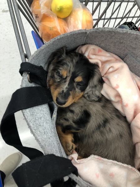 Entry image for Harriet. Clicking this image will show a larger photo