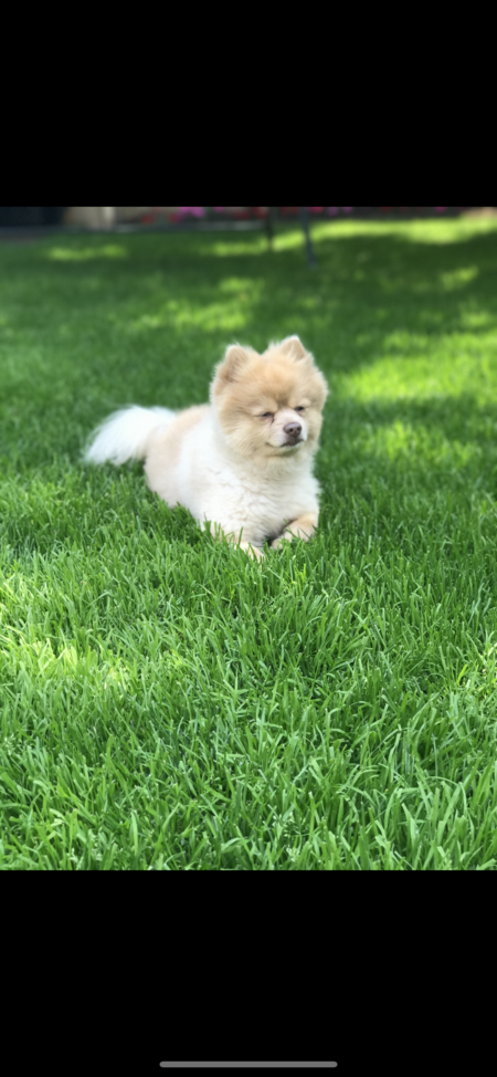 Entry image for MIKO. Clicking this image will show a larger photo