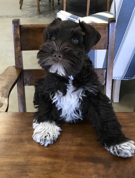 Entry image for Lily. Clicking this image will show a larger photo