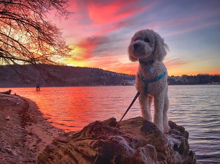 Entry image for Finn. Clicking this image will show a larger photo