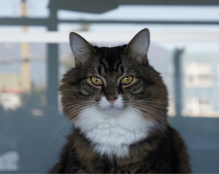 Entry image for Stanley. Clicking this image will show a larger photo