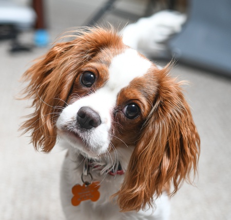 Entry image for Bailey. Clicking this image will show a larger photo