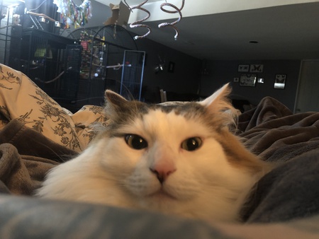 Entry image for Tiny. Clicking this image will show a larger photo