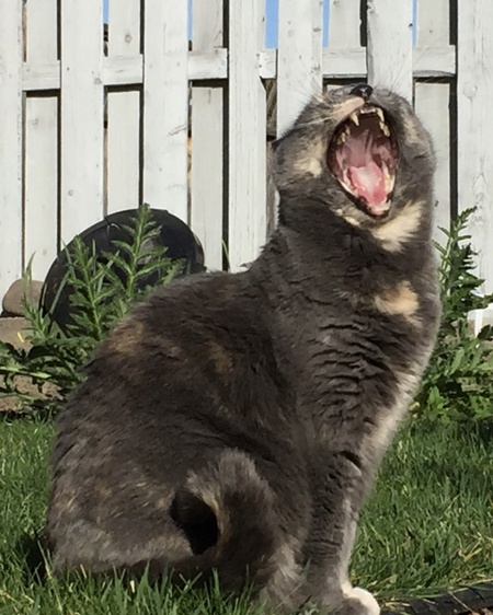 Entry image for Molly. Clicking this image will show a larger photo