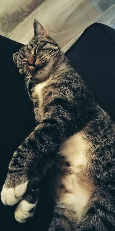 Entry image for Bugaboo. Clicking this image will show a larger photo