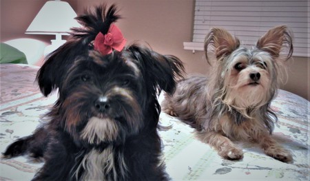 Entry image for Kiki&Chloe. Clicking this image will show a larger photo