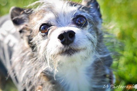 Entry image for Olive. Clicking this image will show a larger photo