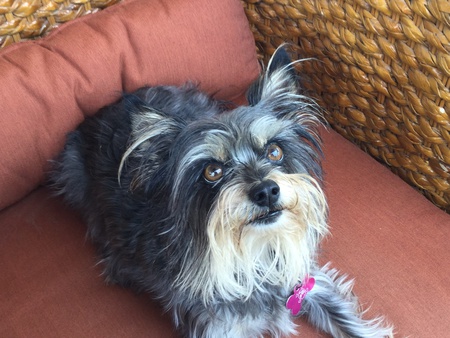 Entry image for Zoe. Clicking this image will show a larger photo