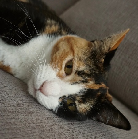 Entry image for Boots. Clicking this image will show a larger photo