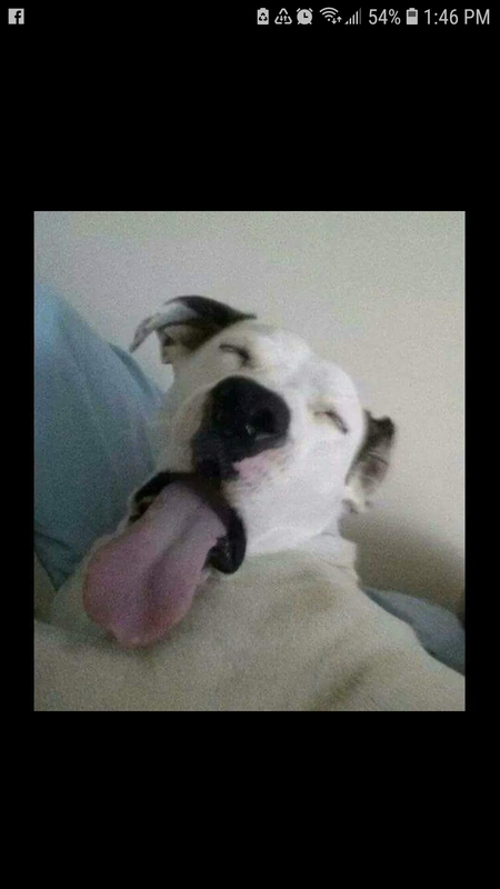 Entry image for Boscoe. Clicking this image will show a larger photo