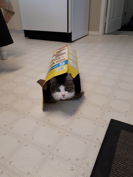 Entry image for Olivia . Clicking this image will show a larger photo