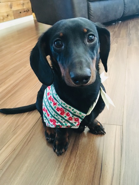 Entry image for Arlo Winston. Clicking this image will show a larger photo