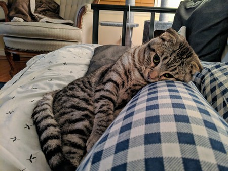 Entry image for Mack. Clicking this image will show a larger photo