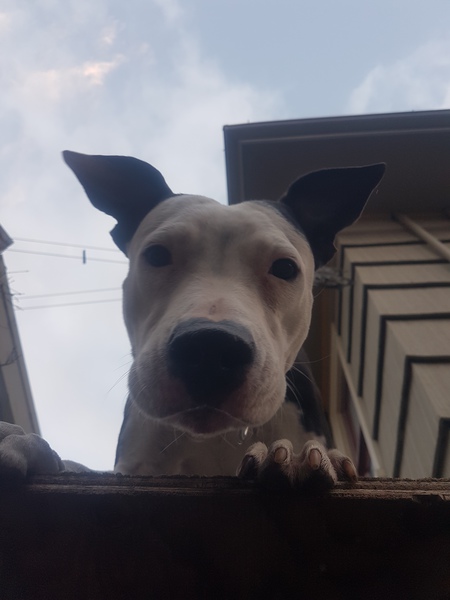 Entry image for Sula. Clicking this image will show a larger photo