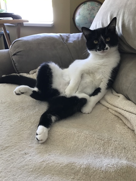 Entry image for Daisy. Clicking this image will show a larger photo