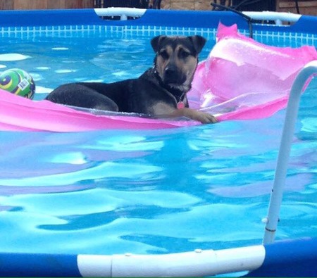 Entry image for Roxi. Clicking this image will show a larger photo