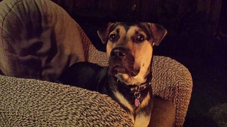 Entry image for Roxi. Clicking this image will show a larger photo