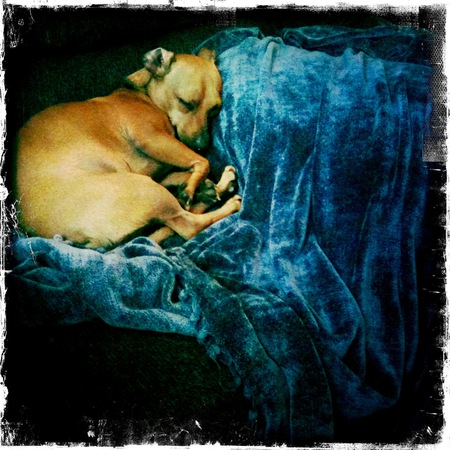 Entry image for Stella Etoile. Clicking this image will show a larger photo