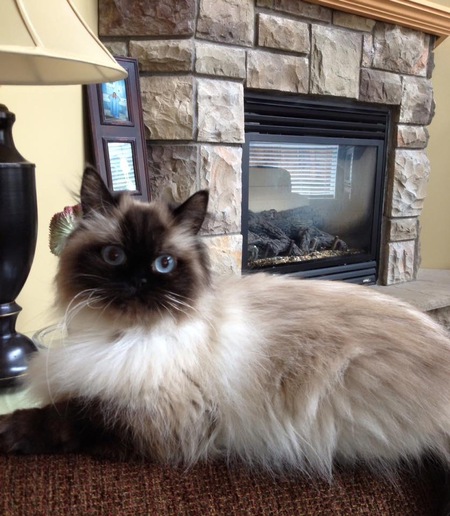 Entry image for Pepper. Clicking this image will show a larger photo