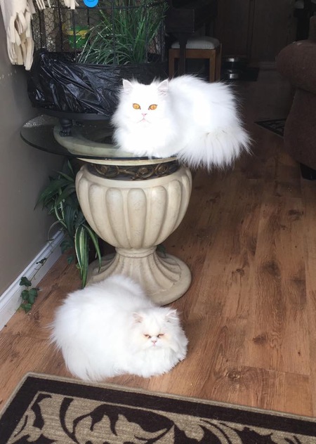 Entry image for Nemiah and Bella. Clicking this image will show a larger photo