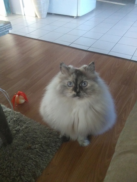 Entry image for Buttons. Clicking this image will show a larger photo