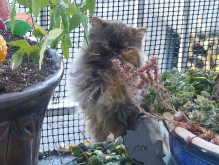 Entry image for Georgia. Clicking this image will show a larger photo