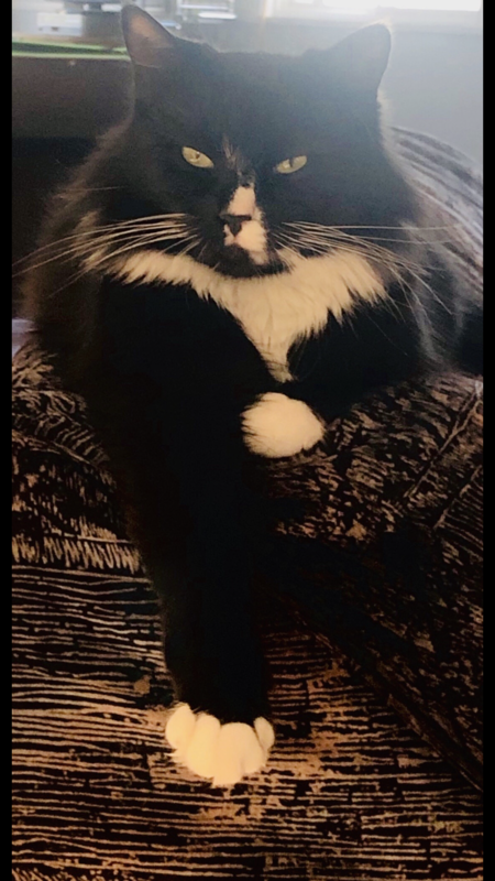 Entry image for Peanut. Clicking this image will show a larger photo