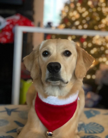 Entry image for Shelby. Clicking this image will show a larger photo