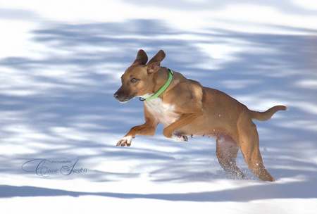 Entry image for Ginger. Clicking this image will show a larger photo