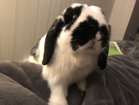 Entry image for Peanut. Clicking this image will show a larger photo