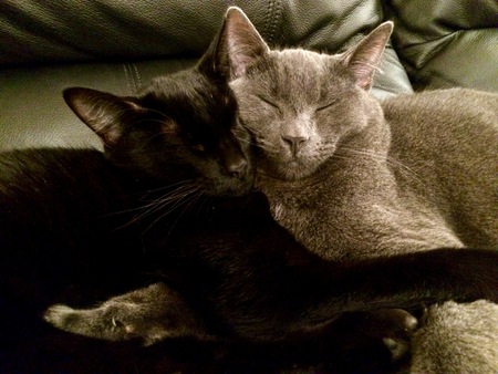 Entry image for Moka & Kona. Clicking this image will show a larger photo