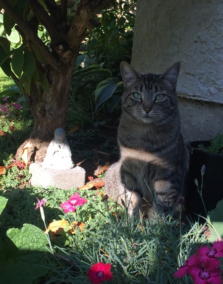 Entry image for Jewel. Clicking this image will show a larger photo