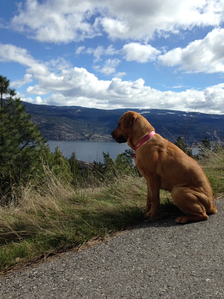 Entry image for Maple . Clicking this image will show a larger photo