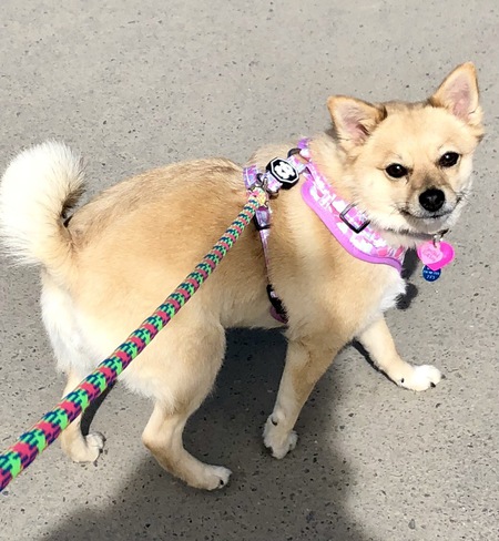 Entry image for Tango. Clicking this image will show a larger photo