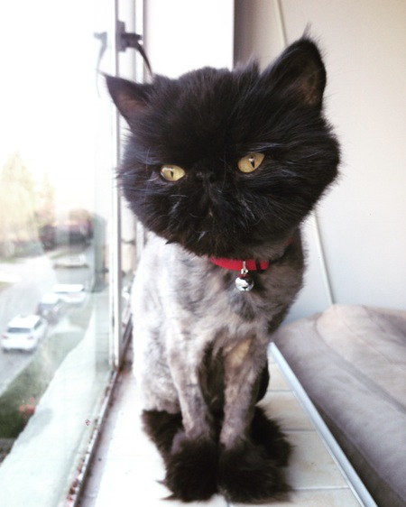 Entry image for Oscar. Clicking this image will show a larger photo