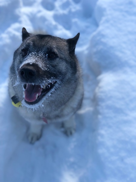 Entry image for Bella. Clicking this image will show a larger photo