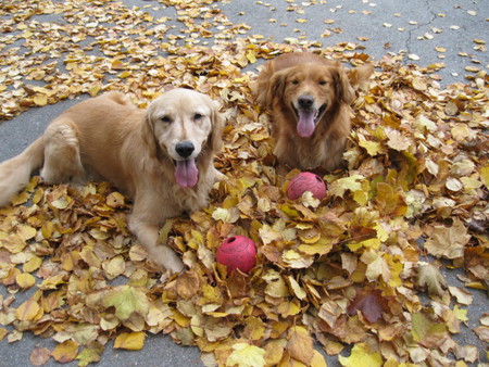 Entry image for Belle and Maks. Clicking this image will show a larger photo