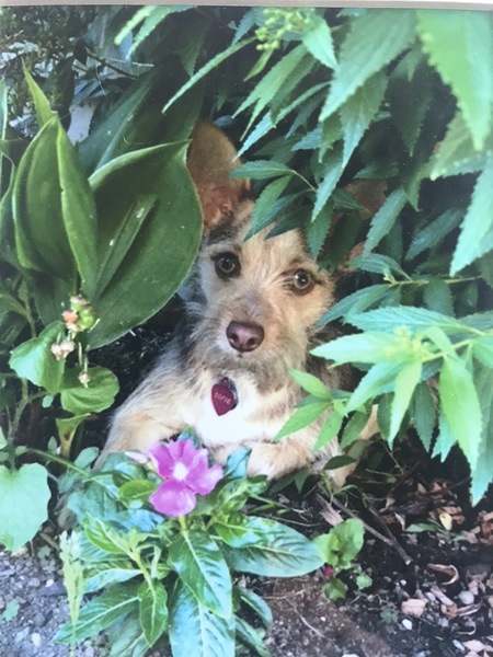 Entry image for Sofie. Clicking this image will show a larger photo