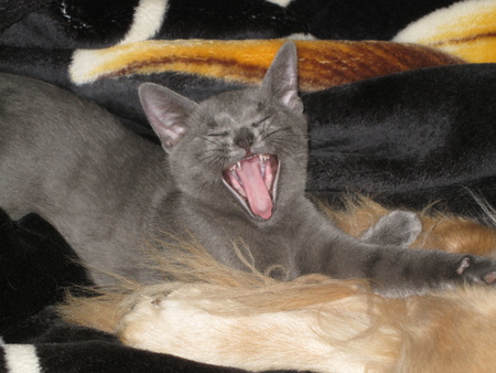 Entry image for Alie. Clicking this image will show a larger photo