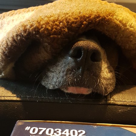 Entry image for Stella. Clicking this image will show a larger photo