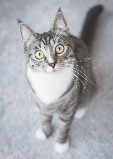 Entry image for Molly. Clicking this image will show a larger photo