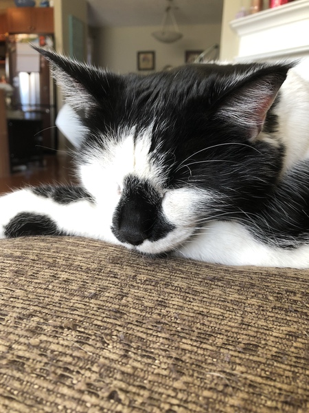 Entry image for Riley. Clicking this image will show a larger photo