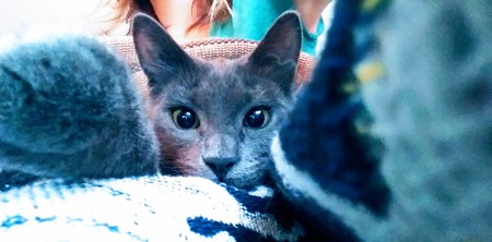 Entry image for Mia the Wonder Cat. Clicking this image will show a larger photo